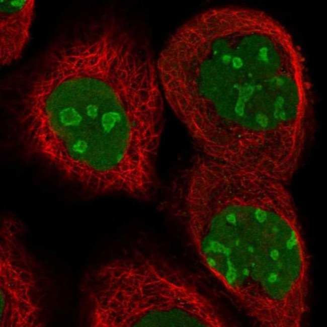CCDC86 Antibody in Immunocytochemistry (ICC/IF)