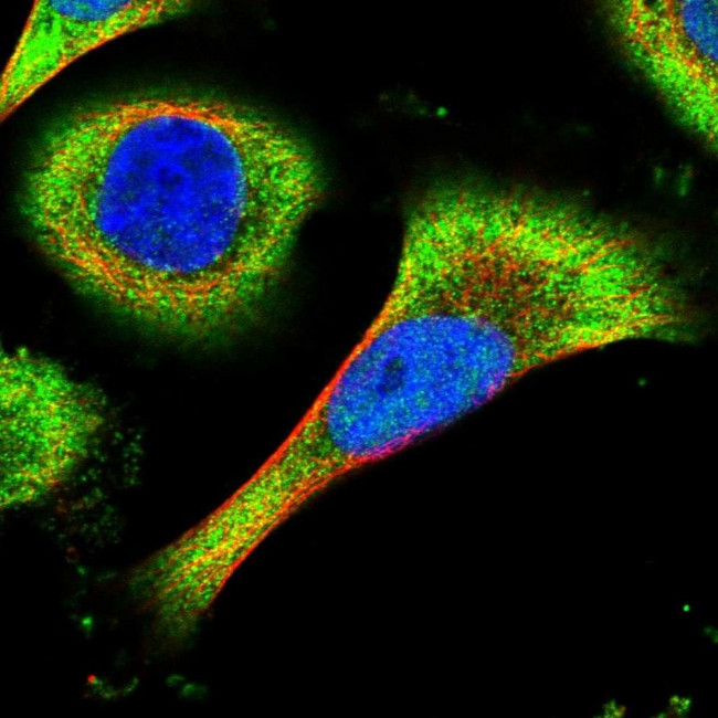 C15orf59 Antibody in Immunocytochemistry (ICC/IF)