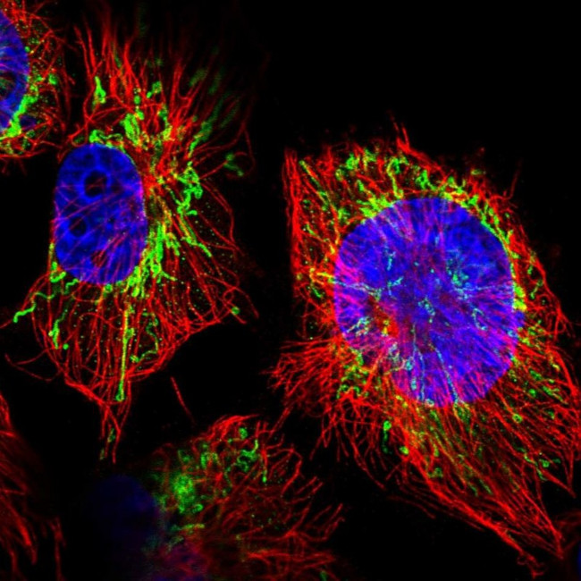 WDR22 Antibody in Immunocytochemistry (ICC/IF)