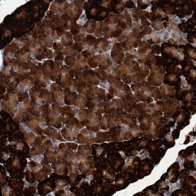 ART5 Antibody in Immunohistochemistry (Paraffin) (IHC (P))