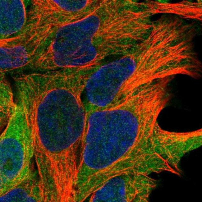 ARMC6 Antibody in Immunocytochemistry (ICC/IF)