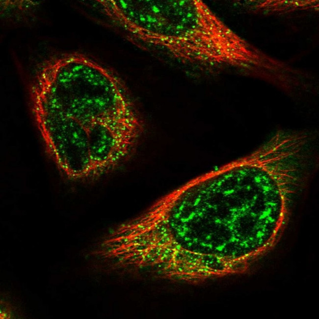 C15orf57 Antibody in Immunocytochemistry (ICC/IF)