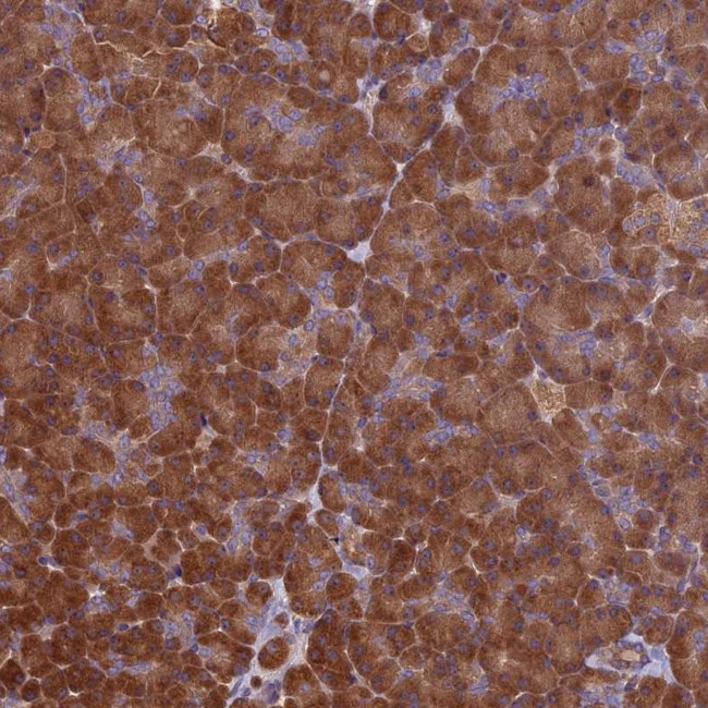 VWA3A Antibody in Immunohistochemistry (Paraffin) (IHC (P))