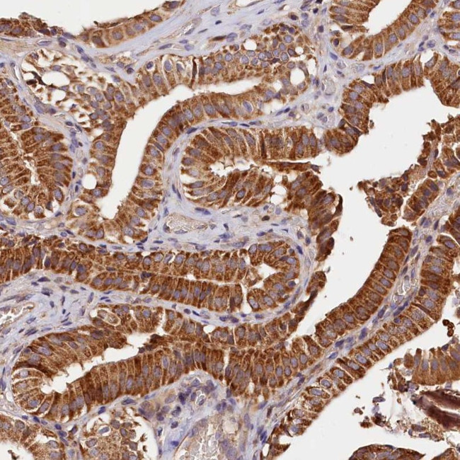 KPTN Antibody in Immunohistochemistry (Paraffin) (IHC (P))
