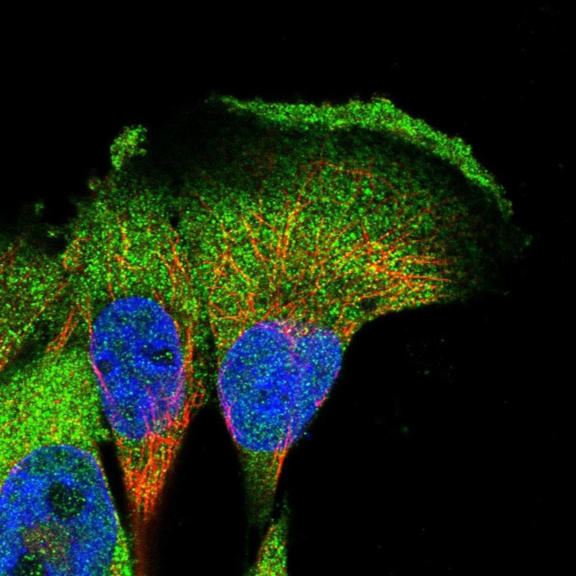 CKAP1 Antibody in Immunocytochemistry (ICC/IF)