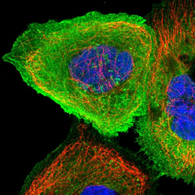 CCDC15 Antibody in Immunocytochemistry (ICC/IF)