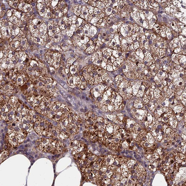 RERGL Antibody in Immunohistochemistry (Paraffin) (IHC (P))