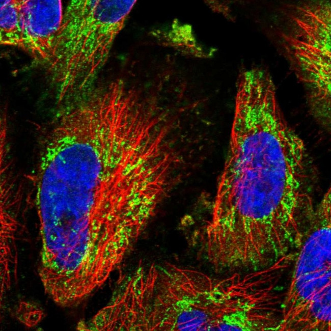 C19orf61 Antibody in Immunocytochemistry (ICC/IF)