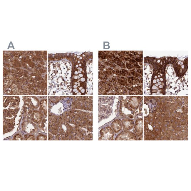 NULP1 Antibody in Immunohistochemistry (IHC)