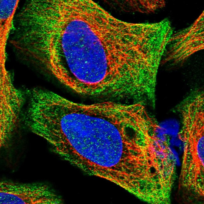 C16orf93 Antibody in Immunocytochemistry (ICC/IF)