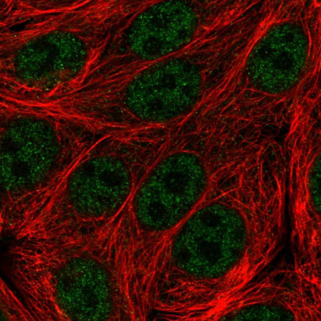 C19orf47 Antibody in Immunocytochemistry (ICC/IF)