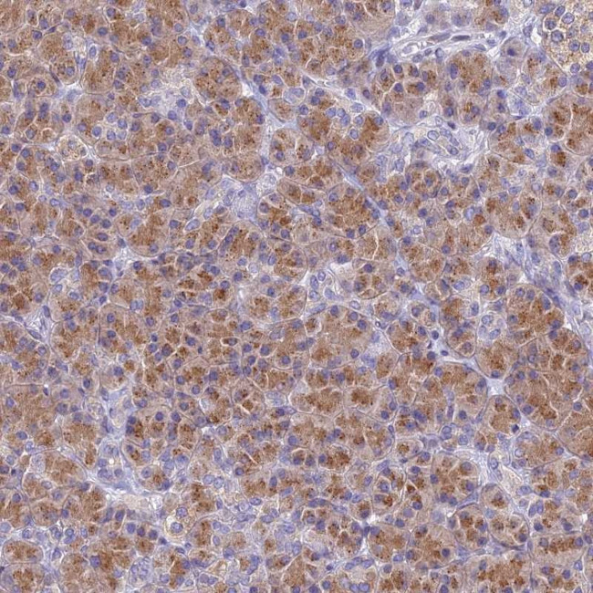 FAM212A Antibody in Immunohistochemistry (Paraffin) (IHC (P))
