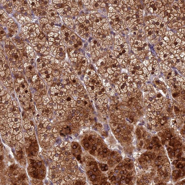 KIAA1680 Antibody in Immunohistochemistry (Paraffin) (IHC (P))