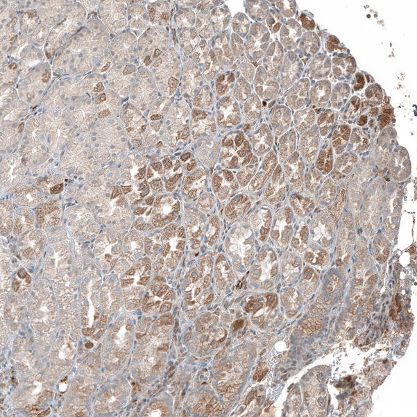 PLA2G10 Antibody in Immunohistochemistry (Paraffin) (IHC (P))