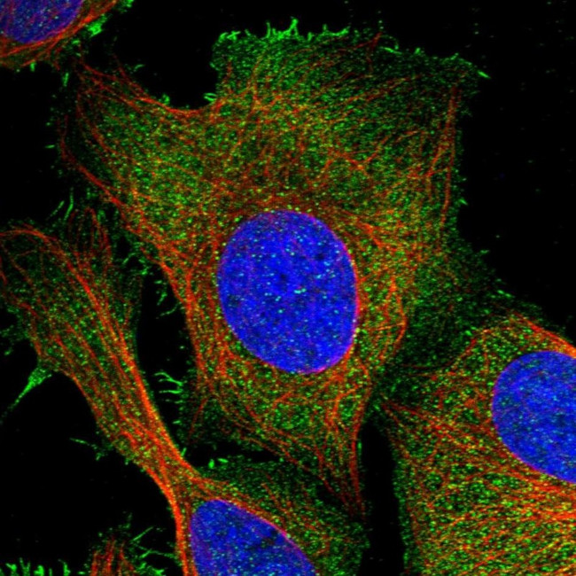 PKD2L2 Antibody in Immunocytochemistry (ICC/IF)
