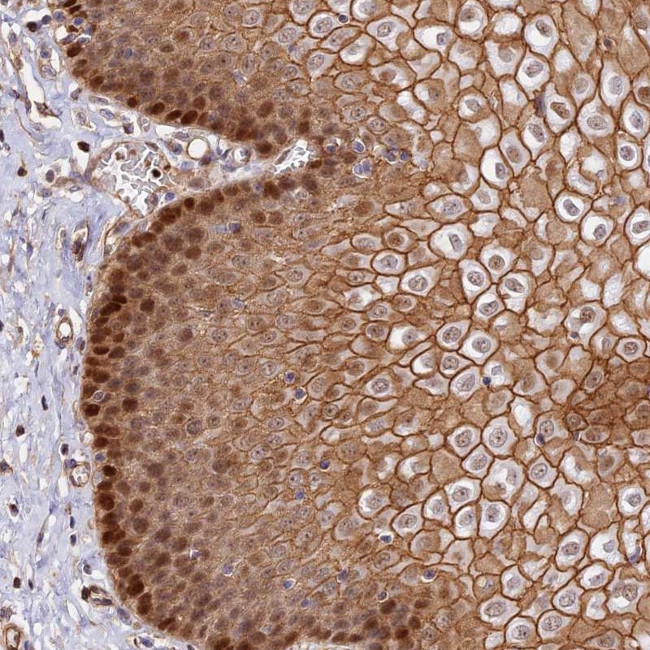 C15orf53 Antibody in Immunohistochemistry (Paraffin) (IHC (P))