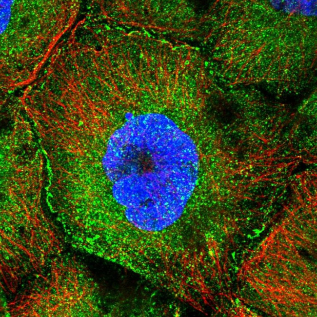 CCDC8 Antibody in Immunocytochemistry (ICC/IF)
