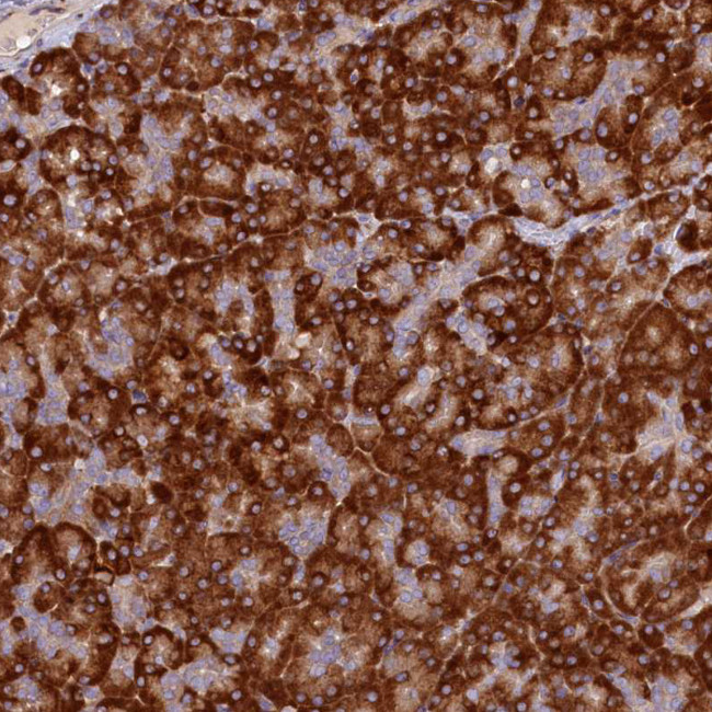 SSC5D Antibody in Immunohistochemistry (Paraffin) (IHC (P))