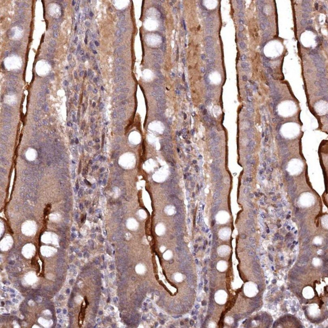TMC5 Antibody in Immunohistochemistry (IHC)