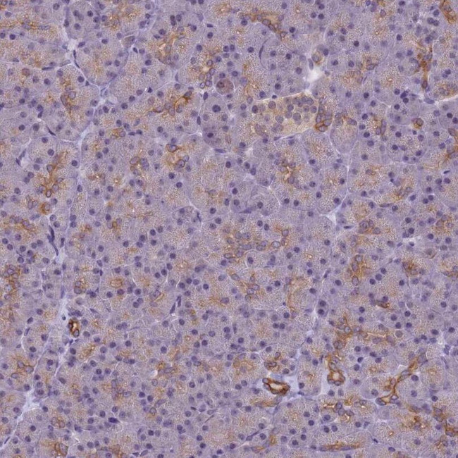 VWA3A Antibody in Immunohistochemistry (IHC)