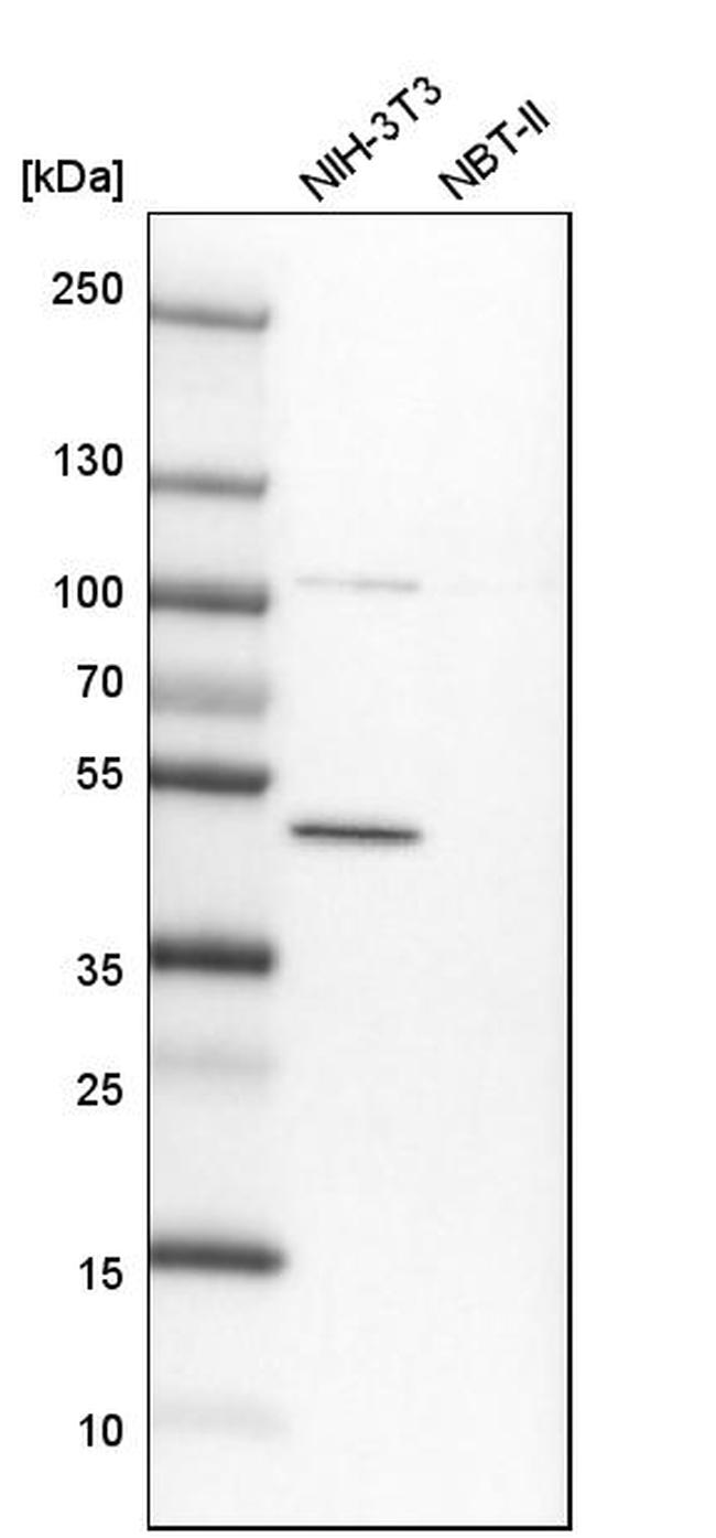 BTBD3 Antibody in Western Blot (WB)