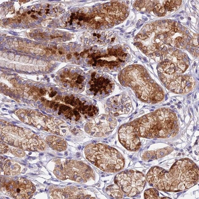 OCEL1 Antibody in Immunohistochemistry (Paraffin) (IHC (P))