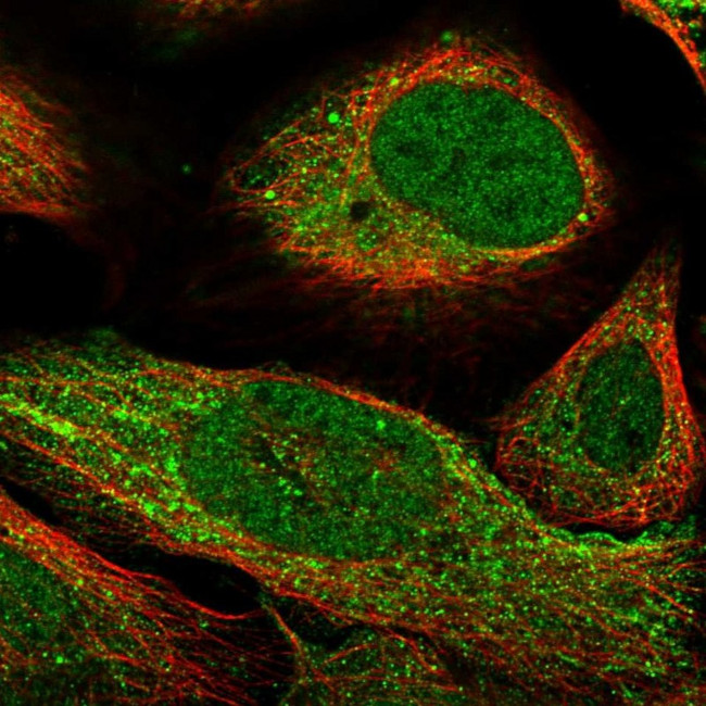 CARD8 Antibody in Immunocytochemistry (ICC/IF)