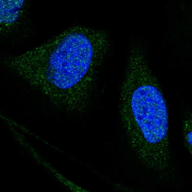 WDR7 Antibody in Immunocytochemistry (ICC/IF)