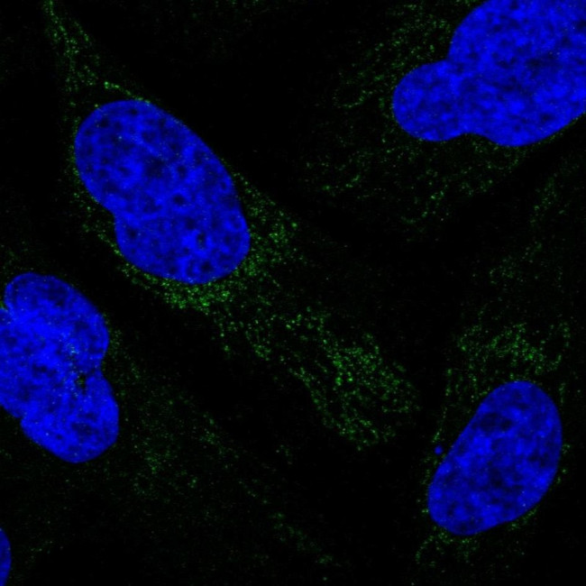 MRPS34 Antibody in Immunocytochemistry (ICC/IF)