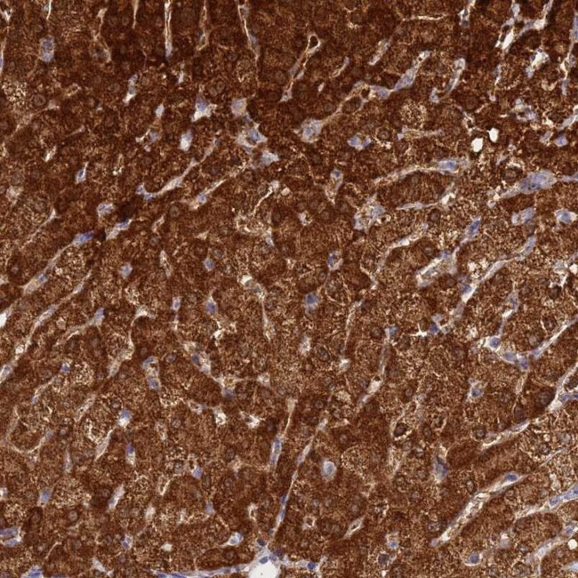 FAHD2A Antibody in Immunohistochemistry (IHC)
