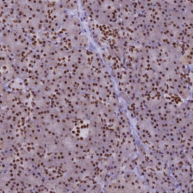 IRF2BP1 Antibody in Immunohistochemistry (Paraffin) (IHC (P))