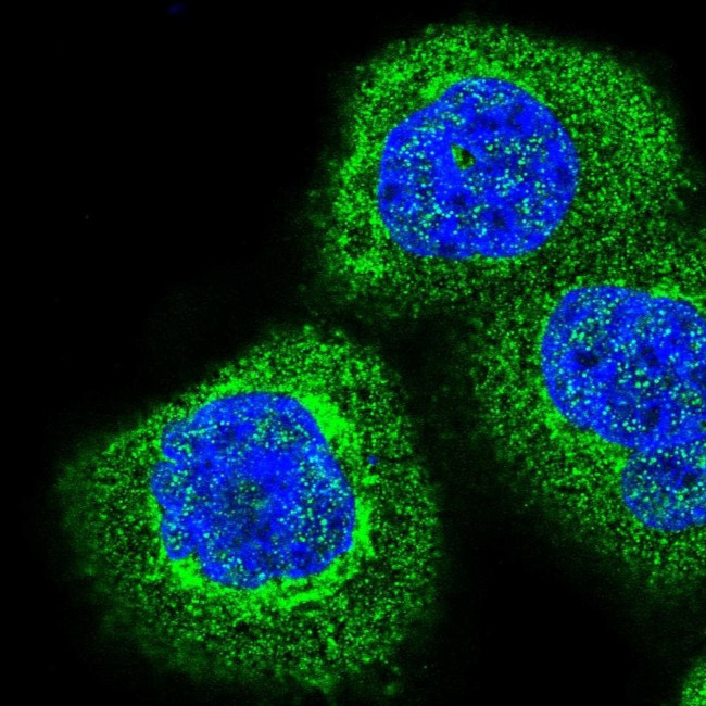 COMTD1 Antibody in Immunocytochemistry (ICC/IF)