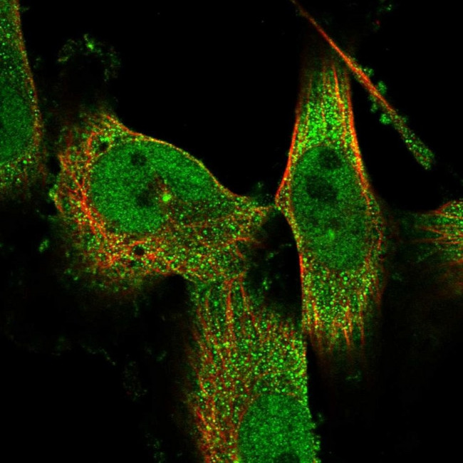 C9orf40 Antibody in Immunocytochemistry (ICC/IF)