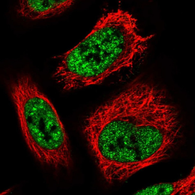 TCP11L2 Antibody in Immunocytochemistry (ICC/IF)