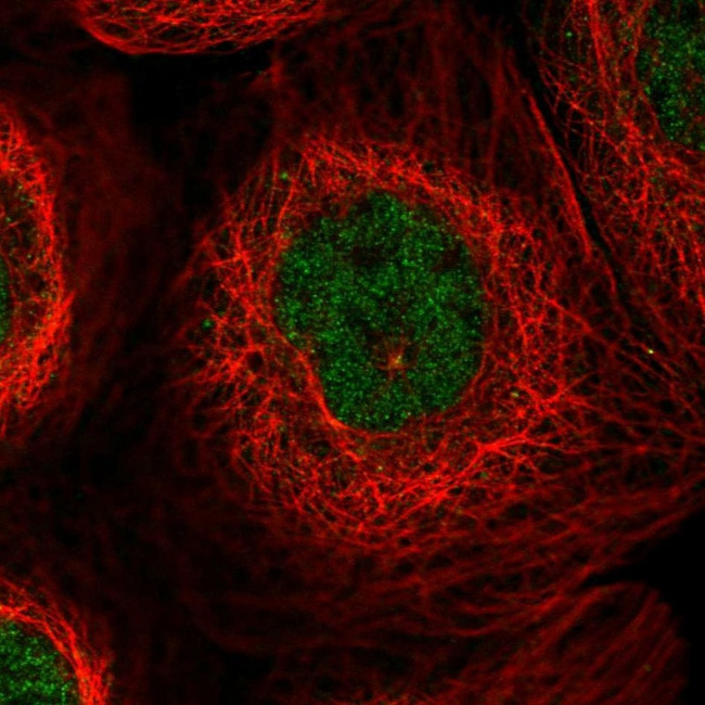 CCDC19 Antibody in Immunocytochemistry (ICC/IF)