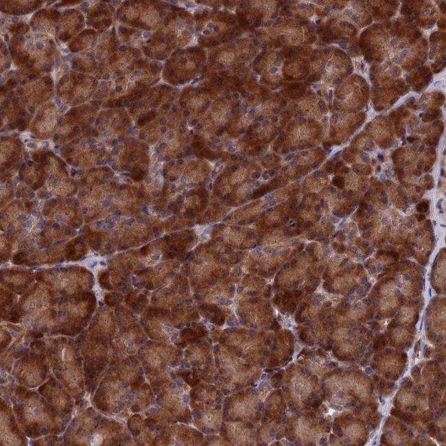 SH3D21 Antibody in Immunohistochemistry (Paraffin) (IHC (P))