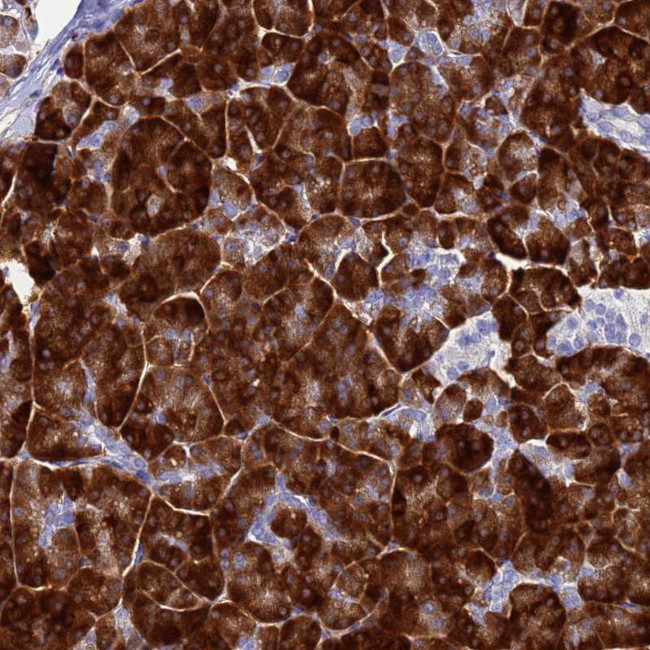 Aquaporin 12 Antibody in Immunohistochemistry (Paraffin) (IHC (P))