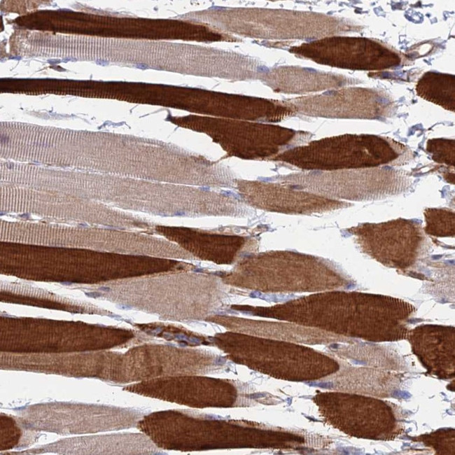TRIM43 Antibody in Immunohistochemistry (Paraffin) (IHC (P))