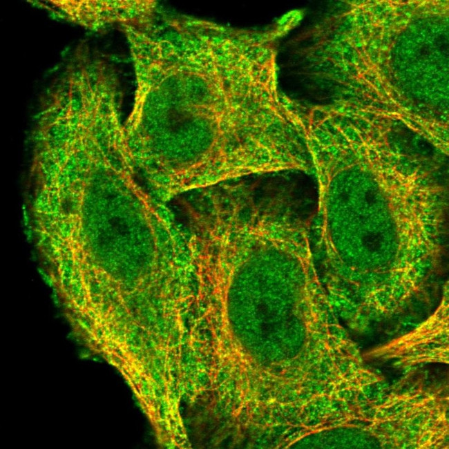 ZNF646 Antibody in Immunocytochemistry (ICC/IF)