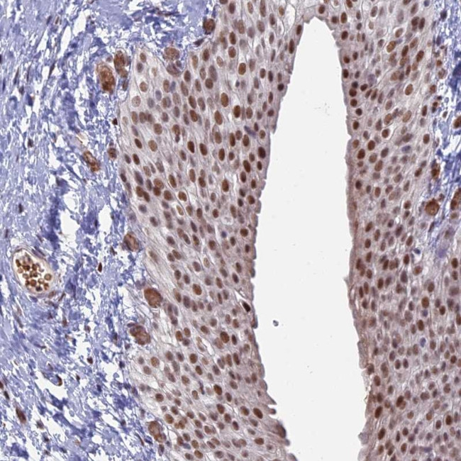 MFAP1 Antibody in Immunohistochemistry (Paraffin) (IHC (P))