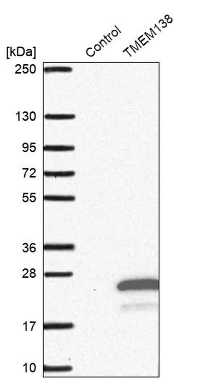 TMEM138 Antibody in Western Blot (WB)