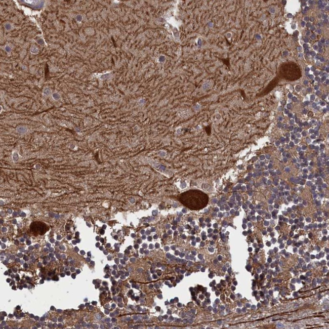 PLP2 Antibody in Immunohistochemistry (Paraffin) (IHC (P))