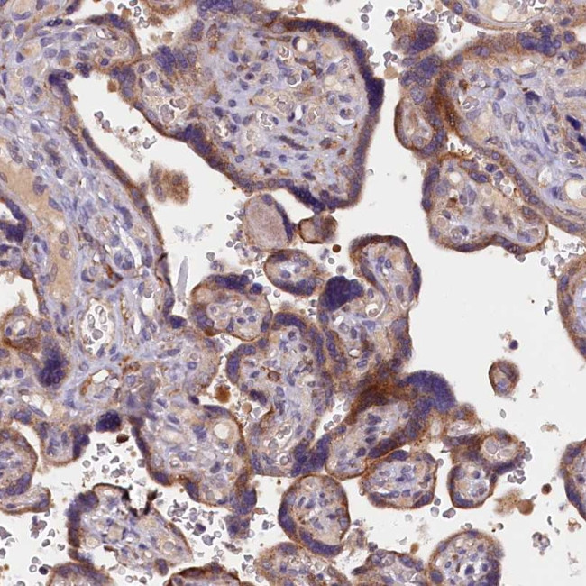 NAIP Antibody in Immunohistochemistry (Paraffin) (IHC (P))