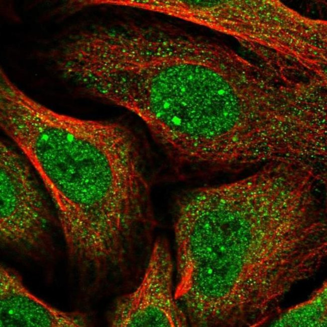 HGH1 Antibody in Immunocytochemistry (ICC/IF)