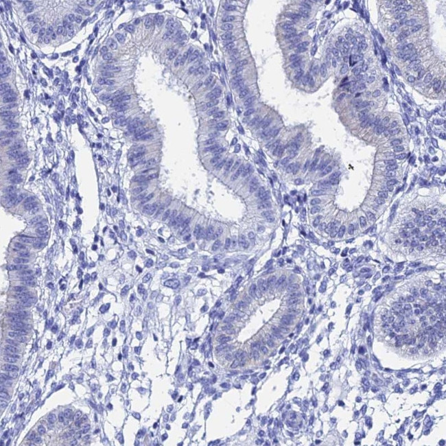 TEX101 Antibody in Immunohistochemistry (Paraffin) (IHC (P))
