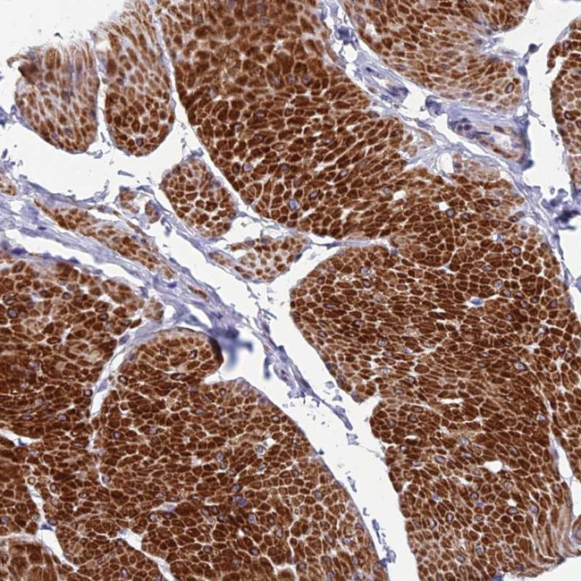 FAM178B Antibody in Immunohistochemistry (Paraffin) (IHC (P))