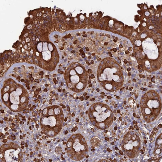 ERMAP Antibody in Immunohistochemistry (Paraffin) (IHC (P))