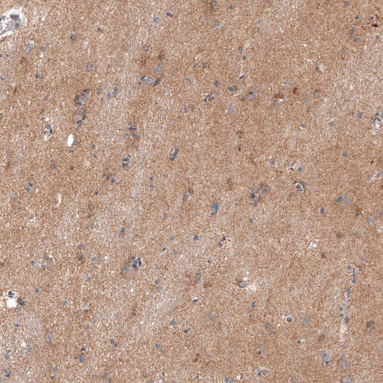 Adropin Antibody in Immunohistochemistry (Paraffin) (IHC (P))
