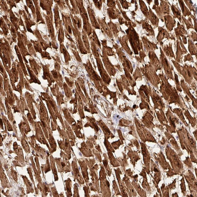 FAM153A Antibody in Immunohistochemistry (Paraffin) (IHC (P))