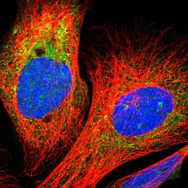 ZNF428 Antibody in Immunocytochemistry (ICC/IF)